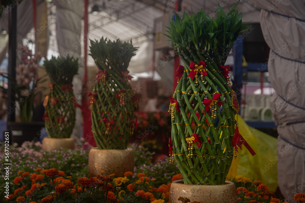 Lucky bamboo tree for Chinese new year decorations, a year of the Rabbit, lunar new year, shopping, ornament concept, selective focus, Chinatown, Singapore,  January 2023