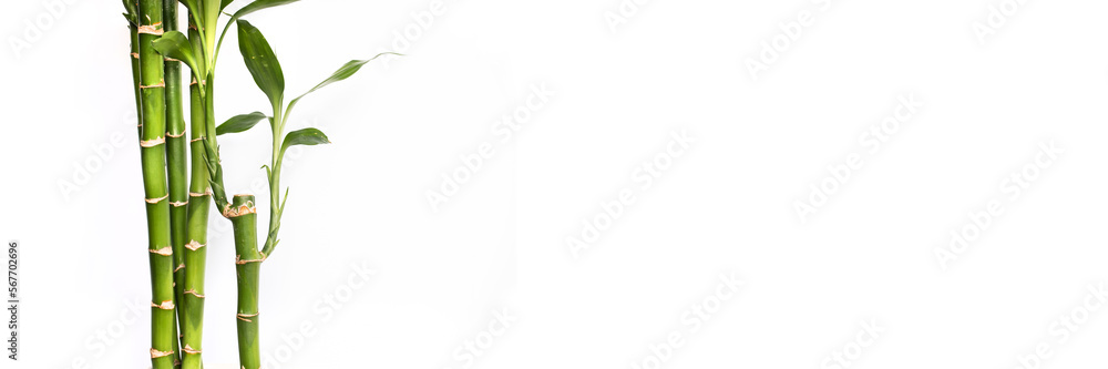 Lucky bamboos isolated on panoramic white background, web banner with copy space