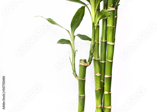 Lucky bamboos isolated on white background with copy space