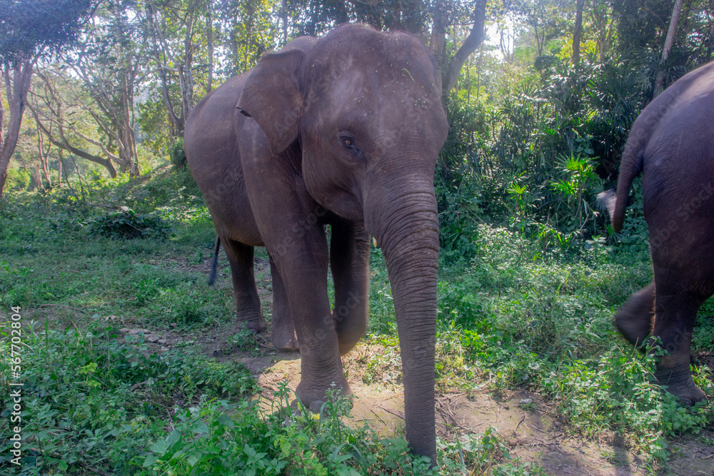 Fototapeta premium Elephant walking in the forest, elephant in the wild at a sanctuary in Chiang Mai Thailand