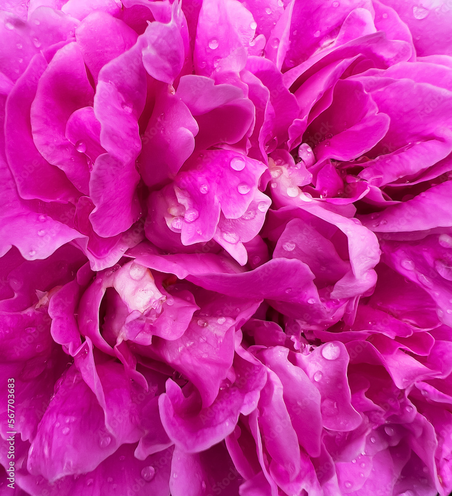 Macro photo of pink rose. Closeup rose petals with water drops.