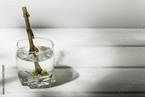 A branch with green buds in a glass of water on a wooden table. Abstract composition.