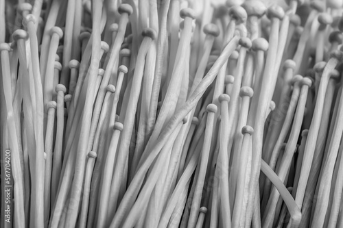 A bunch of enoki mushrooms close up. Abstract black and white image.