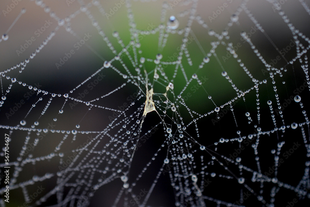 Dew drops on a spider web on a cold morning Dew drops on a spider web on a cold morning