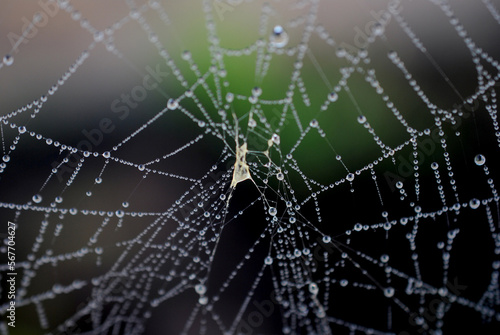 Dew drops on a spider web on a cold morning