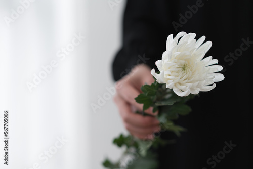 Hand holding the white chrysanthemum
