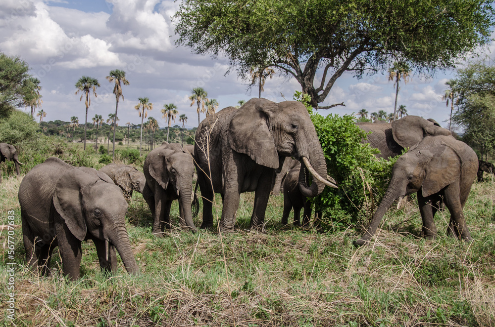 Fototapeta premium A group of elephants in Tarangire National Park in Tanzania. Safari in Africa. Adult and young elephants standing in the grass with palma trees in the background. 