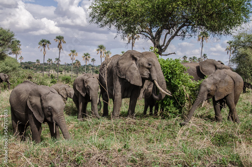  A group of elephants in Tarangire National Park in Tanzania. Safari in Africa. Adult and young elephants standing in the grass with palma trees in the background. 