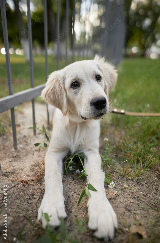 A light-colored puppy of a golden retriever digs a hole in the ground near the fence. A puppy of a golden retriever digs a hole in the backyard near the fence. white golden retriever digs. A light-colored puppy of a golden retriever digs a hole in the ground near the fence. A puppy of a golden retriever digs a hole in the backyard near the fence. white golden retriever digs.