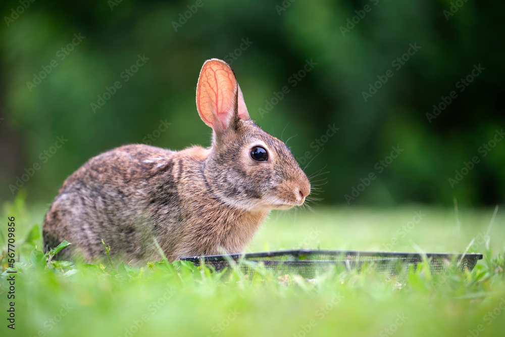 Fototapeta premium Grey small hare eating grass on summer field. Wild rabbit in nature