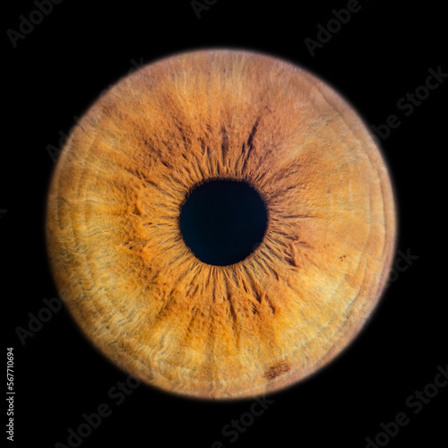 Human eye iris close up isolated on black background