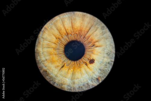 Human eye iris close up isolated on black background