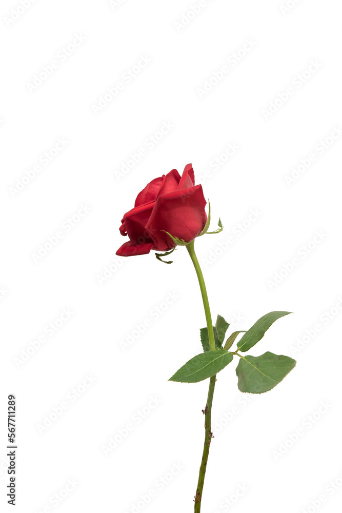 red rose element easy to use flowers red rose element easy to use flowers