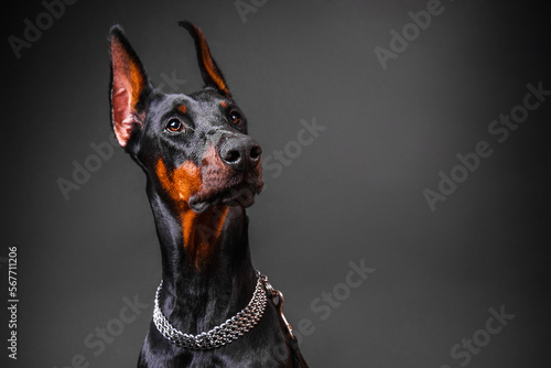 Doberman dog breed looks up on a dark background