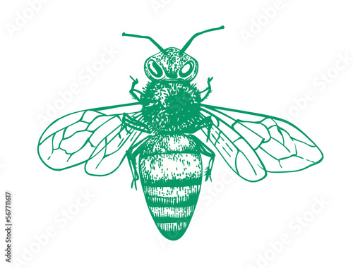 Bee vector