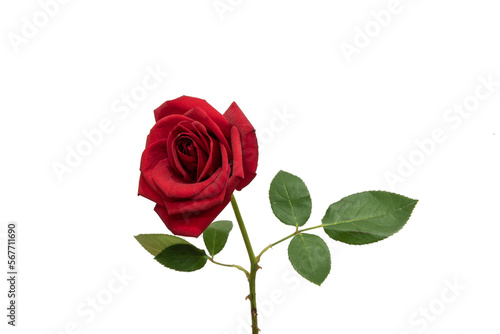 Fototapeta Naklejka Na Ścianę i Meble -  red rose element easy to use flowers