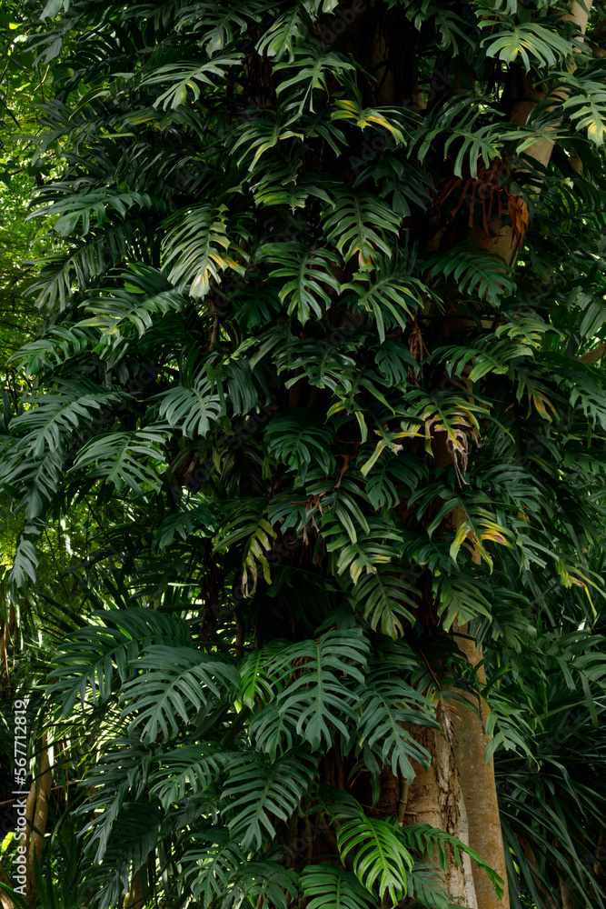 Monstera deliciosa plant (Swiss cheese plant, split-leaf philodendron) on the tree. Monstera deliciosa plant (Swiss cheese plant, split-leaf philodendron) on the tree.