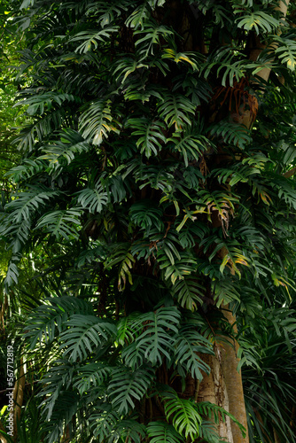 Monstera deliciosa plant (Swiss cheese plant, split-leaf philodendron) on the tree.