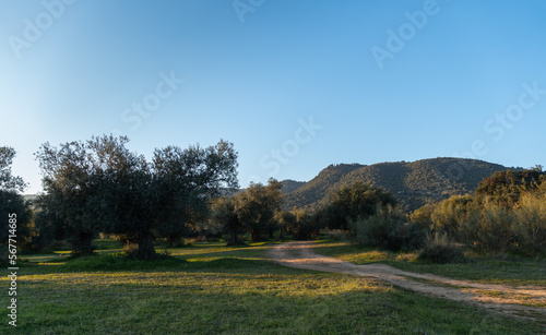 Andalusian meadows at sunset