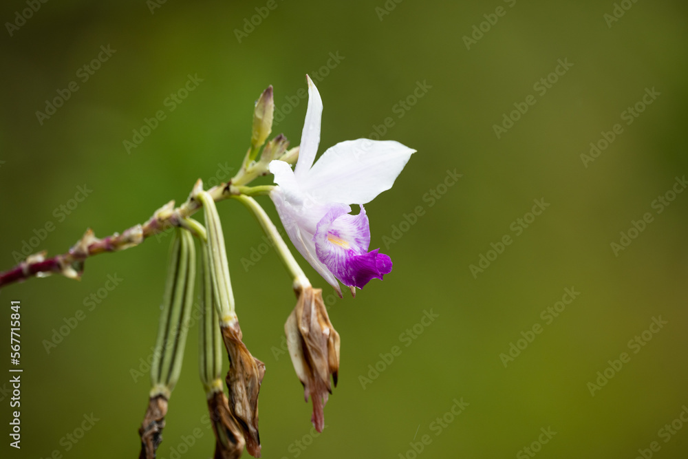 Arundina graminifolia wild orchid in Mauritius island Arundina graminifolia wild orchid in Mauritius island