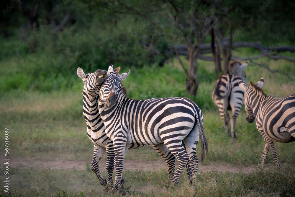 Fototapeta premium Plains zebra or common zebra (Equus quagga prev. Equus burchellii) stallions fighting. Ngorongoro Conservation Area (NCA). Tanzania