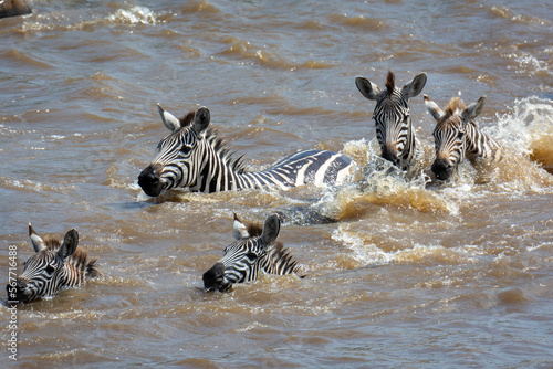 Plains zebra or common zebra (Equus quagga prev. Equus burchellii) swimming across a river. Ngorongoro Conservation Area (NCA). Tanzania photo