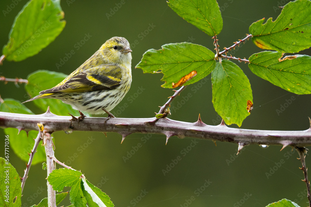 Graceful common greenfinch bird on branch Graceful common greenfinch bird on branch