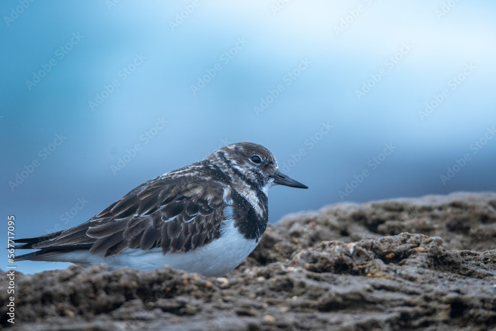 Adorable turnstone bird resting on stony ground Adorable turnstone bird resting on stony ground