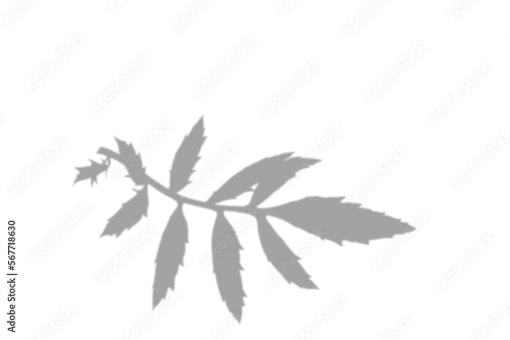 window shadow Tropical plant overlay element for portrait easy to use PNG window shadow Tropical plant overlay element for portrait easy to use PNG