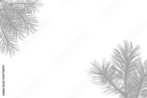 window shadow Tropical plant overlay element for portrait easy to use PNG