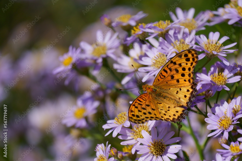 Obraz premium ツマグロヒョウモン