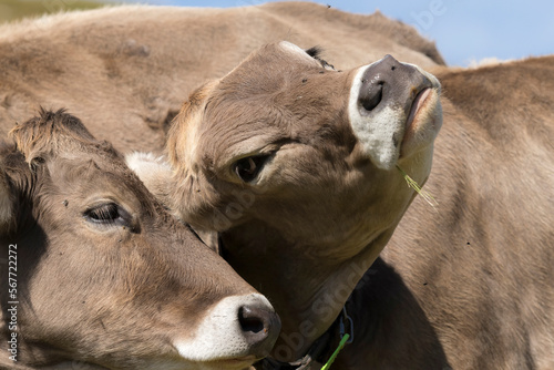 Portrait of two Domestic Cattle (Bos taurus) in an Alpine Meadow © Wim Verhagen