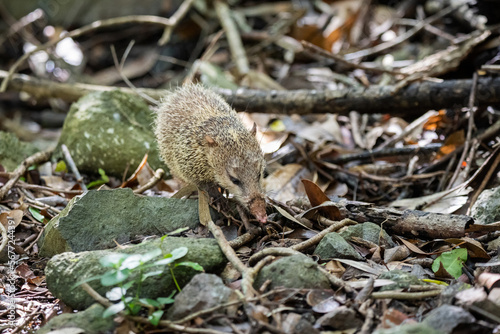Tenrec ecaudatus hedgehog inwild nature of Mauritius