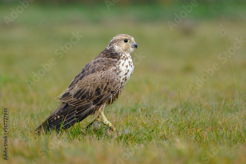 Endangered wild bird  Saker falcon, falco cherrug, wild bird in the Hungarian steppe