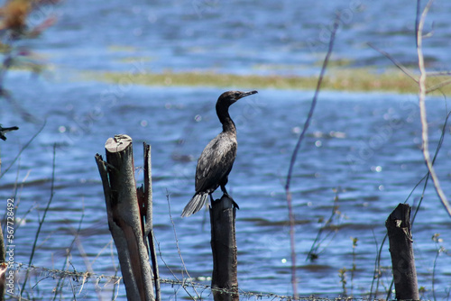 Campos dos Goytacazes, RJ, Brazil, 01/29/2023 - A cormorant perched on a fence at Lagoa de Cima, a 15-square kilometer lagoon near the city of Campos dos Goytacazes photo