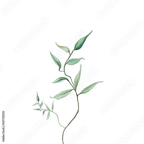 Ilustracja zielona roślina na białym tle © Monika