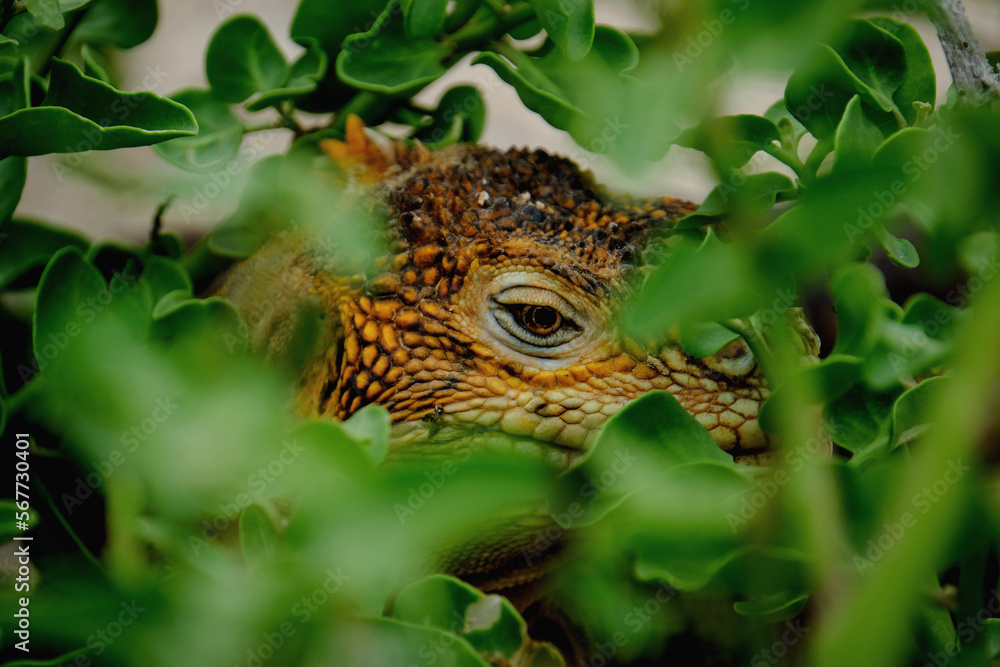 Extreme closeup shot of an iguana hiding in plants Extreme closeup shot of an iguana hiding in plants