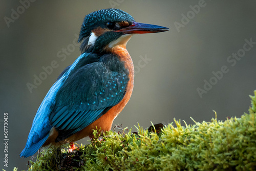 Beautiful closeup shot of a common kingfisher under the sunlight with a blurry background