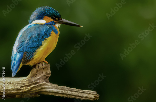 kingfisher bird sitting on a tree branch