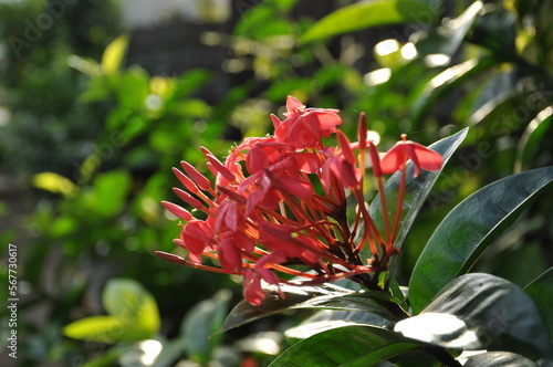 red and green flowers