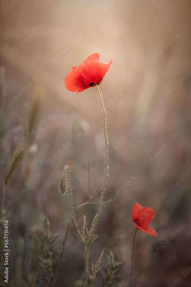 Obraz premium Maki polne. 