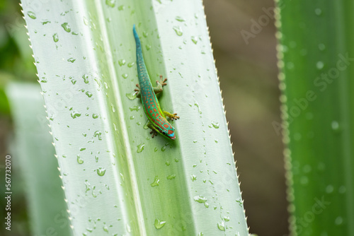 Mauritius ornate day gecko (Phelsuma ornata) in wild nature of Mauritius photo