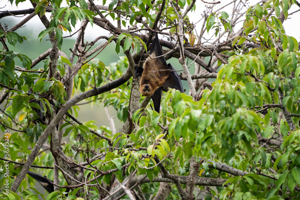The Mauritian flying fox (Pteropus niger) in wild nature of Mauritius