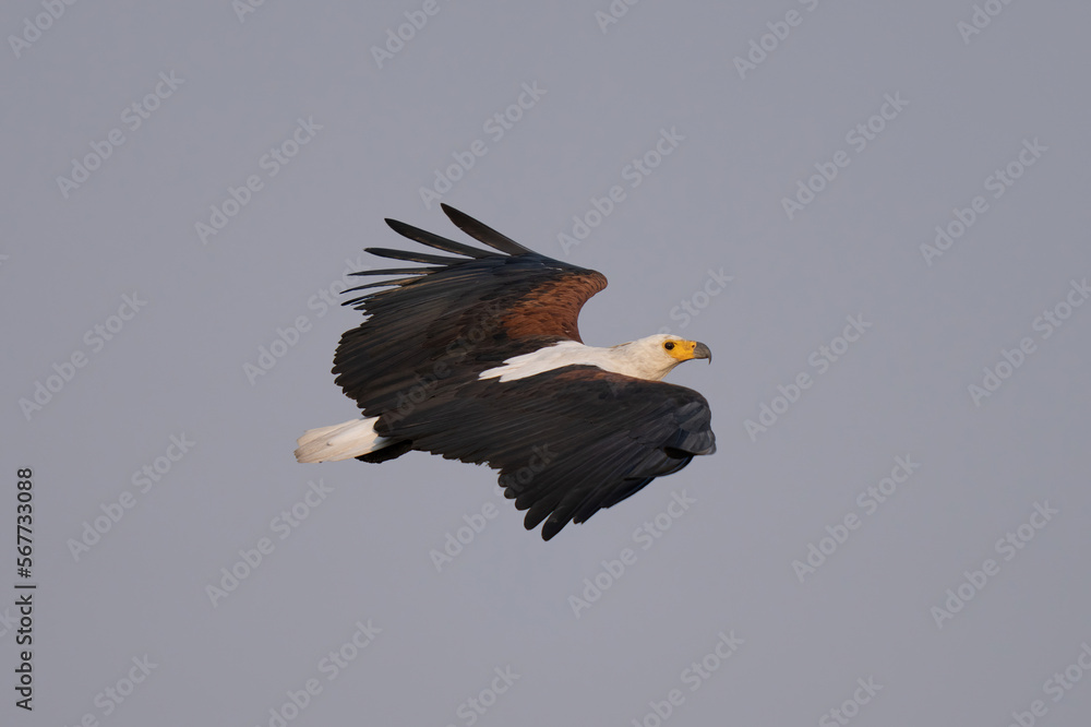 African fish eagle gliding against blue sky African fish eagle gliding against blue sky