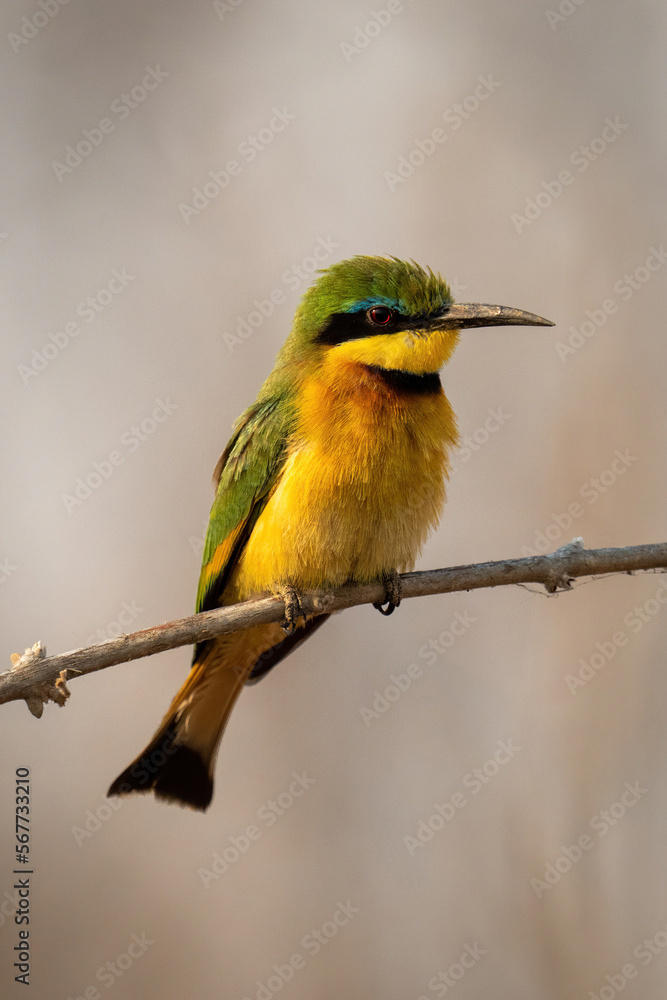 Little bee-eater with catchlight on slender branch Little bee-eater with catchlight on slender branch