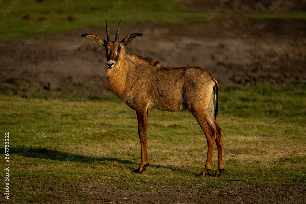 Roan antelope stands turning head on grass Roan antelope stands turning head on grass