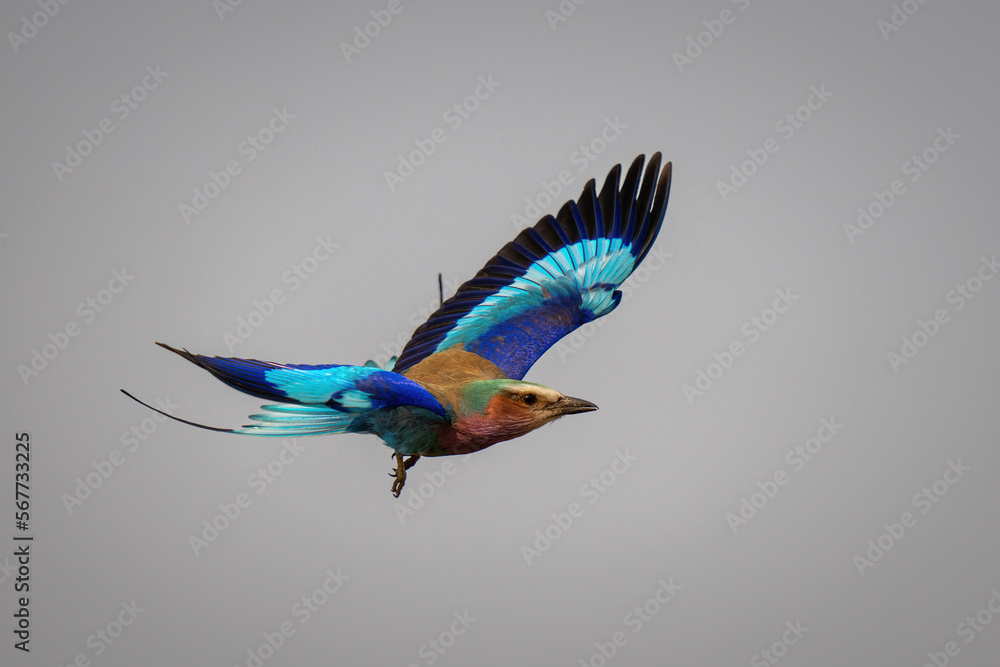 Lilac-breasted roller with catchlight flies lifting wings