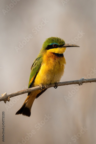 Little bee-eater with catchlight on slender branch