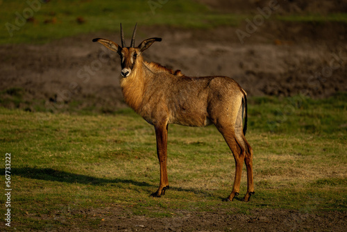 Roan antelope stands turning head on grass © Nick Dale