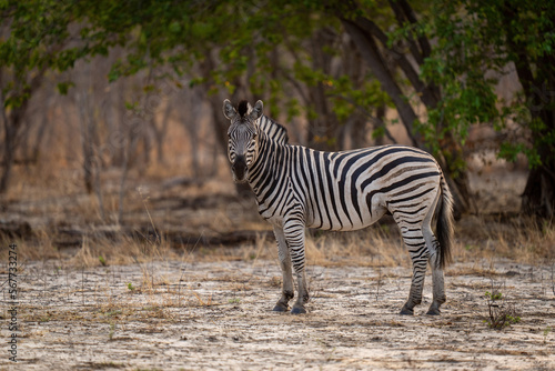 Plains zebra stands in clearing eyeing camera